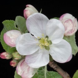 Apple Blossom